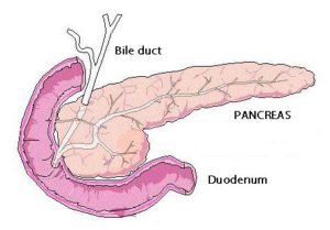 pancreas-figur1a